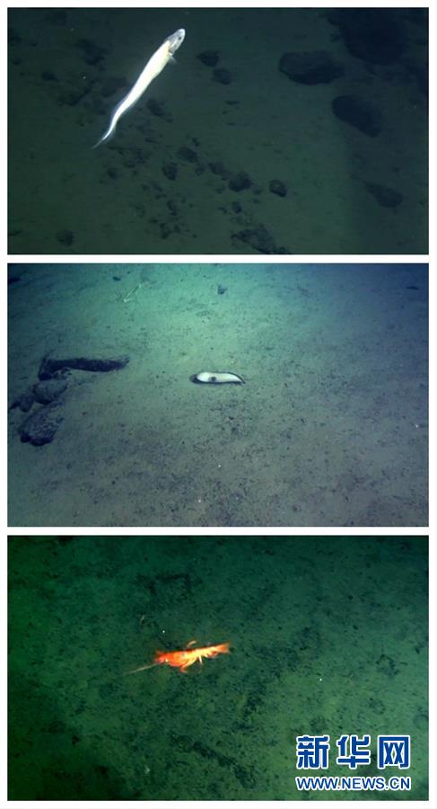 （“蛟龙”潜深渊·图文互动）（8）雅浦海沟动物世界探秘：“蛟龙”号5000米深海大型动物见闻