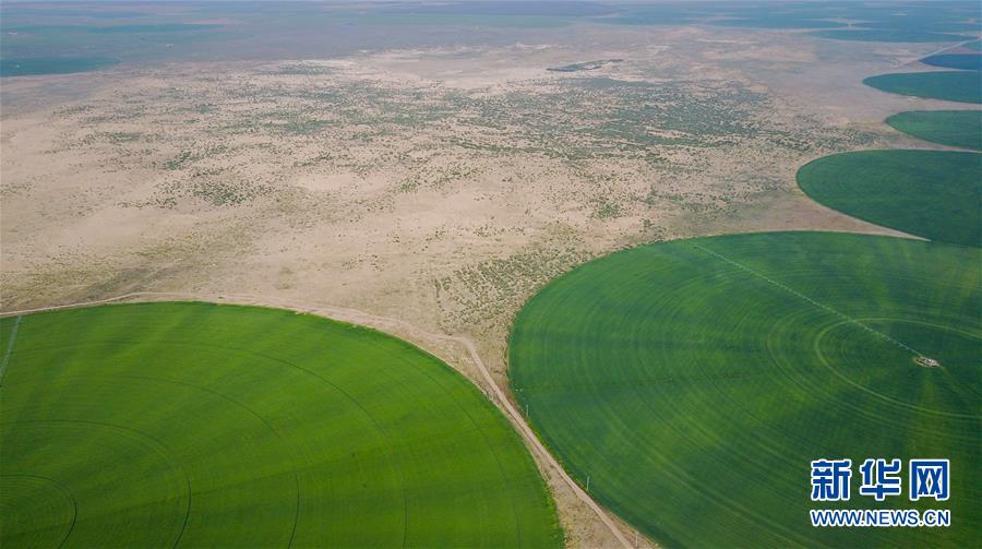 （环境）（2）科尔沁沙地上飘动着“绿海”