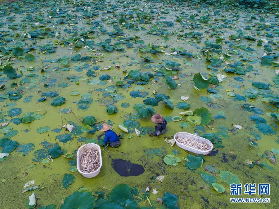 （经济）（5）浙江湖州：新型生态农业促农民增收