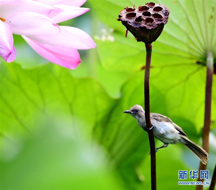 （环境）（2）福州：看花观鸟两相宜