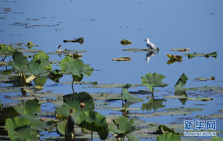（环境）（3）南迁候鸟陆续飞抵莫莫格湿地