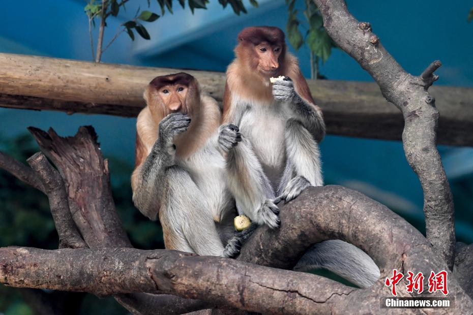 中国首次引进濒危物种大鼻猴