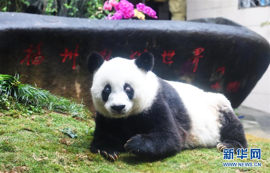 （社会）（2）37岁的长寿大熊猫“巴斯”在福州离世