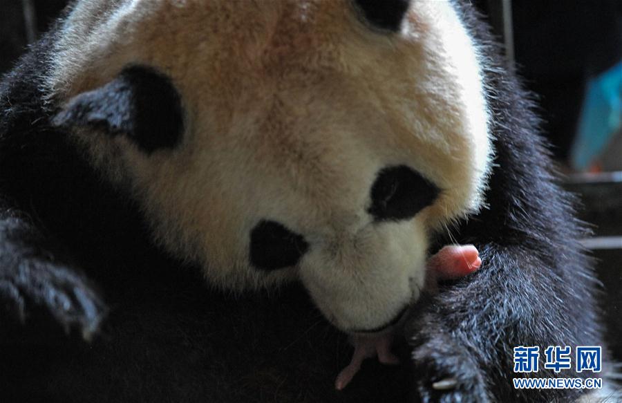 （环境）（8）大熊猫有了“新家园”