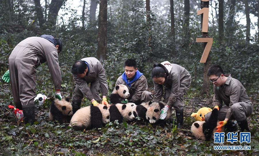 （环境）（17）大熊猫有了“新家园”