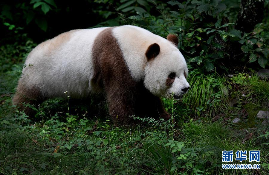 （环境）（18）大熊猫有了“新家园”