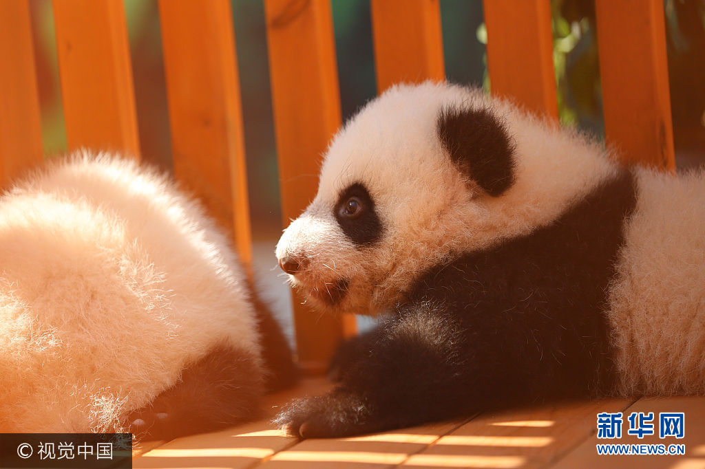 ***_***2017年9月21日，2017年秦岭大熊猫征（冠）名认养活动启动仪式在陕西省林业科学院秦岭大熊猫繁育研究中心举行。