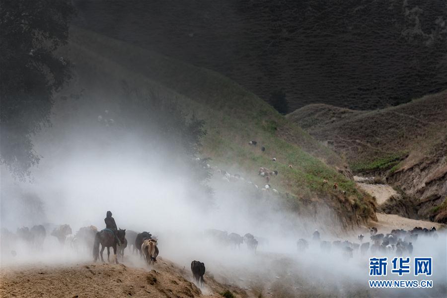 #（社会）（6）新疆伊犁河谷牧民开始秋季转场 
