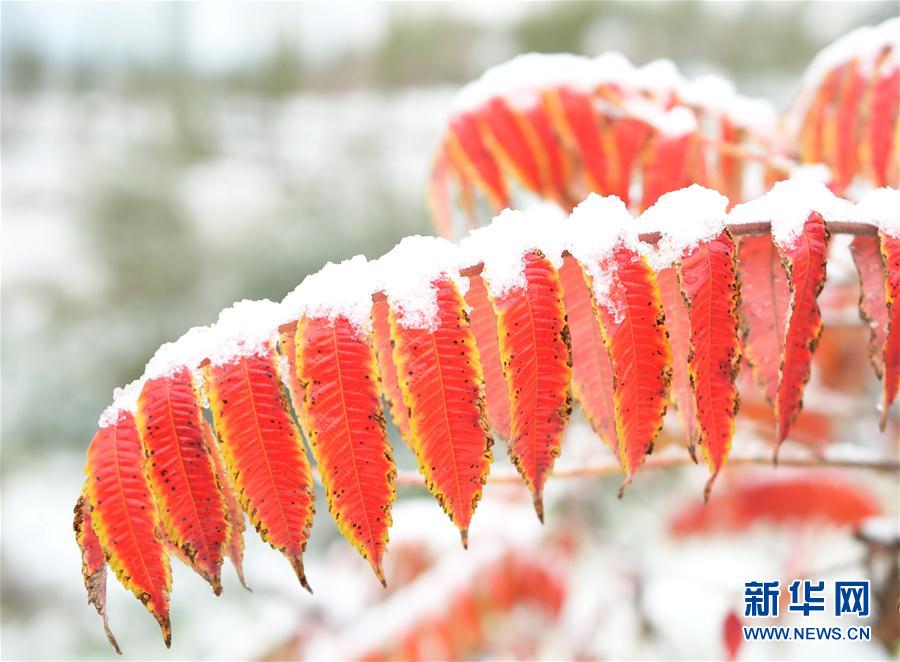 #（环境）（6）内蒙古甘肃等地出现降雪