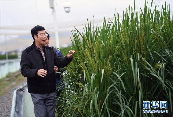（图文互动）（6）“巨型稻”2.2米高 中科院推出高产水稻新种质
