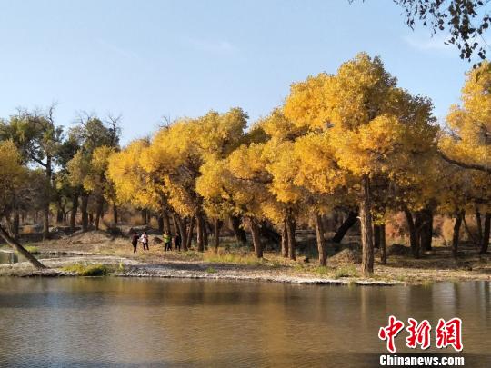 中国“植物化石”胡杨林区迎来旅游“白热化”