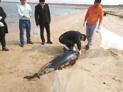 长江江豚科考时隔5年再次启动 今年发现21头江豚死亡