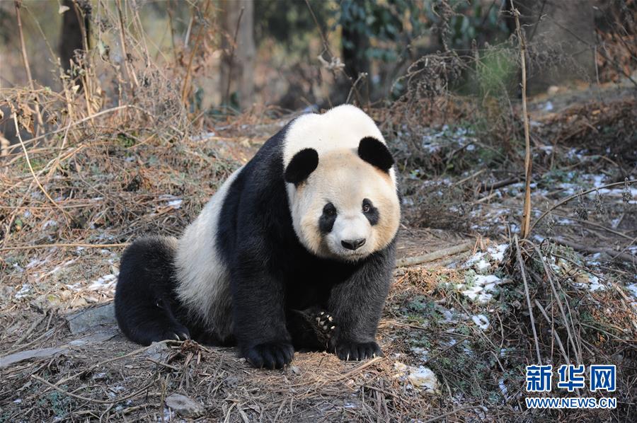 （新华全媒头条·图文互动）（15）“嫁”给大熊猫的人