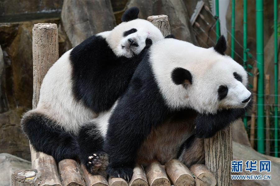 （国际·年终报道）（2）萌动全球的大熊猫