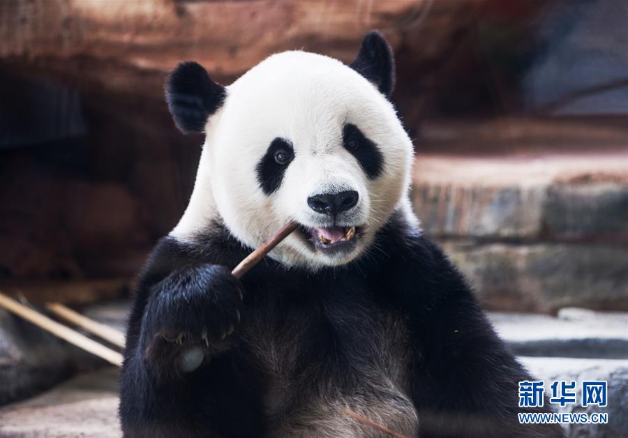 （国际·年终报道）（3）萌动全球的大熊猫