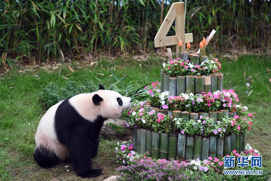 （国际·年终报道）（13）萌动全球的大熊猫