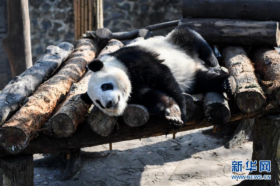 （社会）（3）大熊猫尽享冬日暖阳