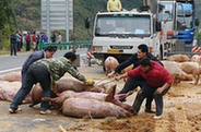 货车侧翻数十头生猪被压死 救援队派吊车搬猪