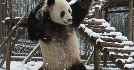 武汉迎降雪满地皆白 熊猫兴奋异常雪地"热舞"