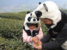 四川天价“熊猫茶”春茶三月首采