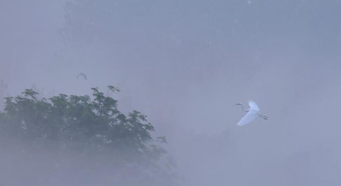 洪泽湖湿地鹭鸟翩跹描绘生态美景