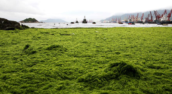 浒苔侵袭连云港 海岸覆盖大面积“绿毯”