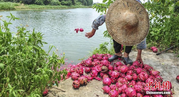 广东：数千斤火龙果滞销被倒入渔塘喂鱼