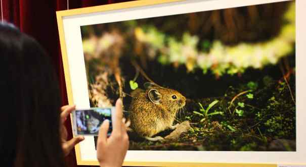 青海三江源保护区野生动物图片展在京举行