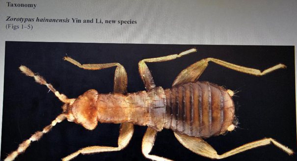 上海青年学者发现昆虫新物种 命名为“海南缺翅虫”