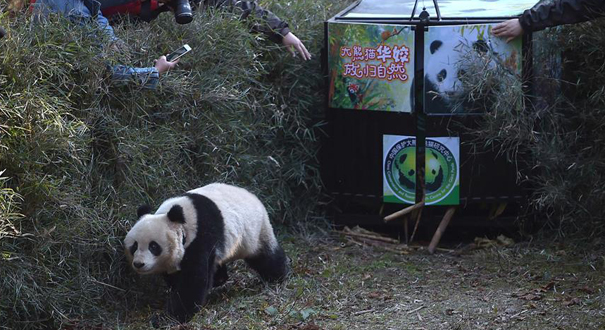 我国放归第五只人工繁育的大熊猫