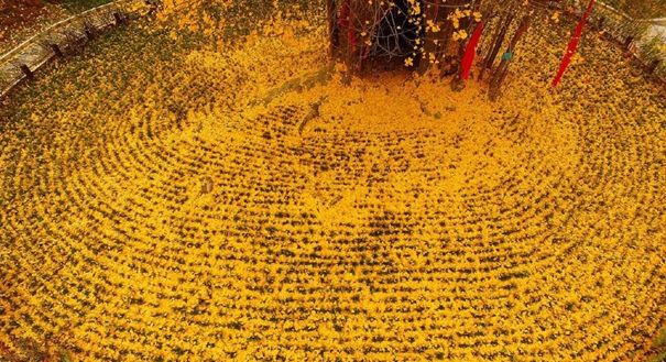 陕西4000年古银杏落叶似黄金毯