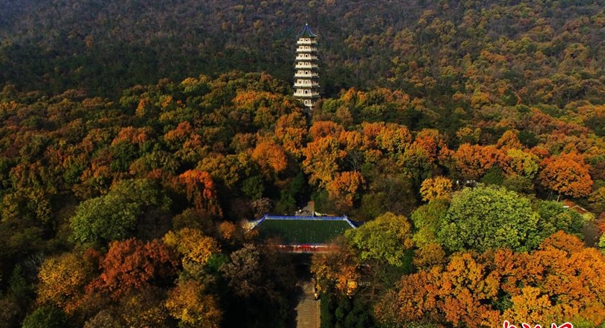 俯瞰南京紫金山 最后的秋景迷人依旧