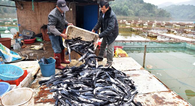 寒潮导致广西近300万斤鱼被冻死