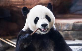 萌动全球的大熊猫
