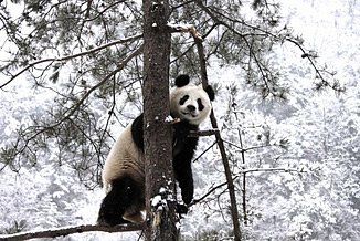 冬日秦岭深处的“功夫熊猫”