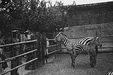老照片：揭秘中国最早的动物园——万牲园