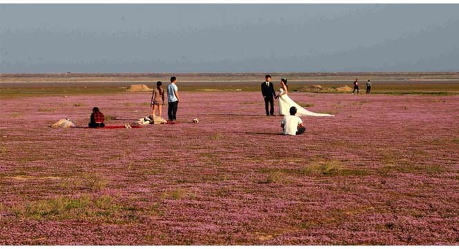 鄱阳湖提前进入枯水期 湖床现红花