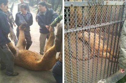 重庆动物园两头狮子跑出笼舍 母狮已被控制