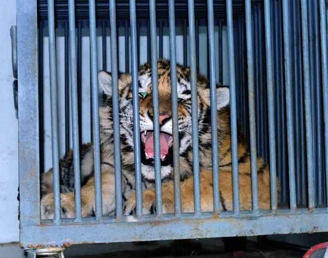 山东青岛两只被非法驯养东北虎运抵野生动物救助站
