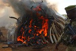 肯尼亚总统引燃十五吨象牙 号召国际社会停止象牙交易(高清组图)