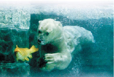 北极熊幼崽练习抓鱼 动作呆萌惹人爱