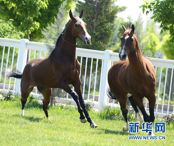 5月2日，在土庫曼斯坦首都阿什哈巴德國際綜合賽馬場馬術表演大樓，兩匹阿哈爾捷金馬（中國稱汗血馬）在奔跑。
