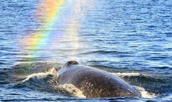 男子视频记录鲸鱼喷水空中出现一道彩虹（图）
