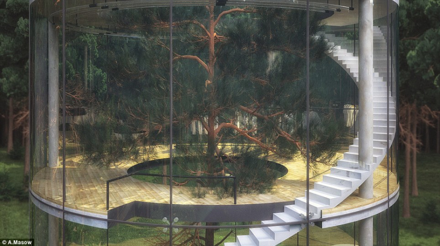 全透明树屋“环树而建” 享森林景色