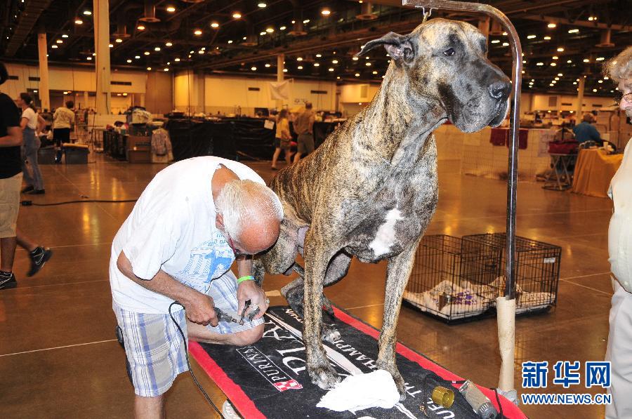 （国际）（1）休斯敦举行第37届世界名犬展