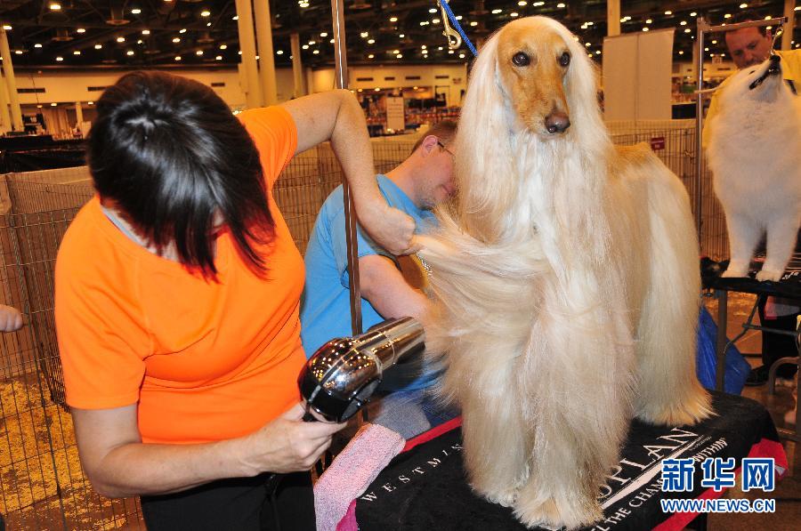 （国际）（2）休斯敦举行第37届世界名犬展