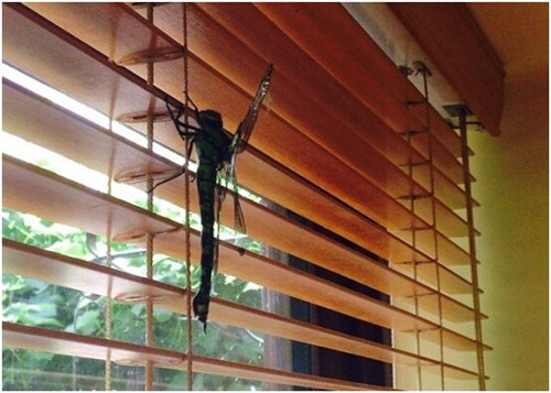 英20厘米巨型蜻蜓闯入民宅大如怪物吓坏主人（图）
