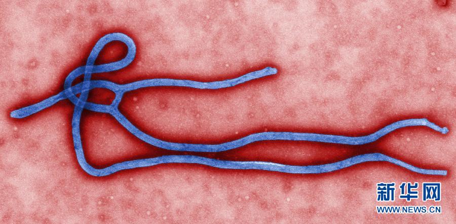 （国际·编辑连线）（1）埃博拉关键词——病毒