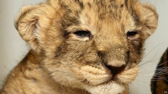 印度幼狮指引护林员找到母狮尸体 行为极其罕见