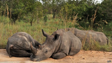 南非数百头野生犀牛集体“搬家” 以逃避偷猎者